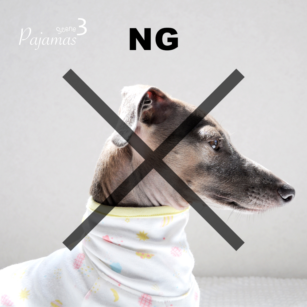 犬服のサイズ感が解りやすい「４枚の写真」と「撮影方法」を解説します