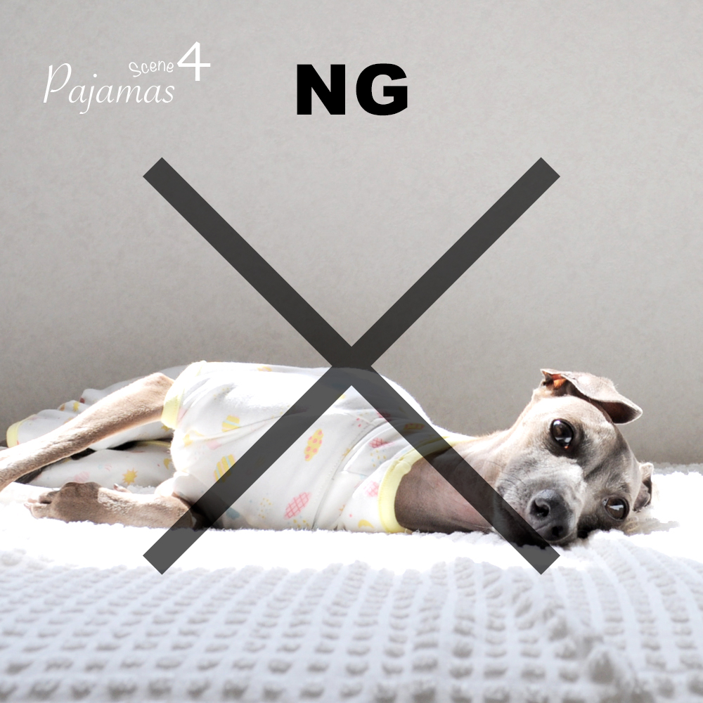 犬服のサイズ感が解りやすい「４枚の写真」と「撮影方法」を解説します