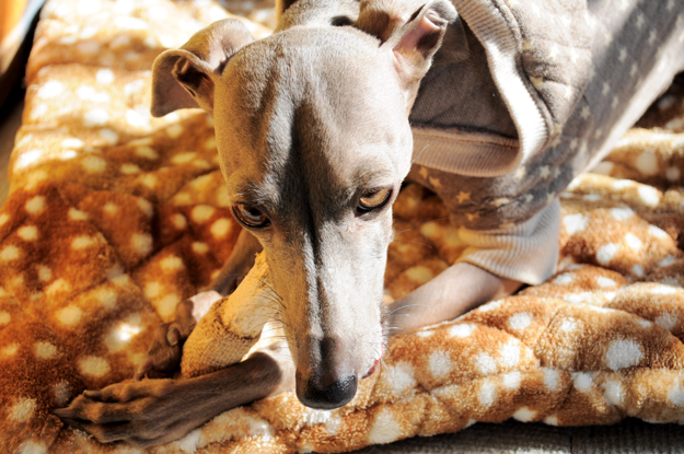 「愛犬の顔が怖すぎる!!」こんな顔も出来るんだね。。