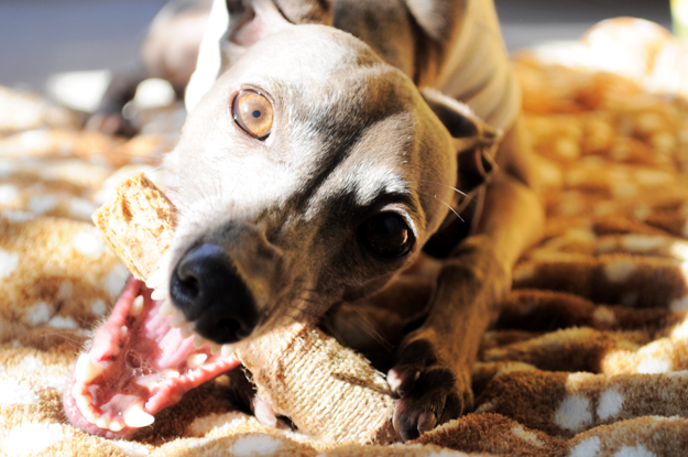 「愛犬の顔が怖すぎる!!」こんな顔も出来るんだね。。