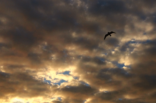 夕暮れの淡路島を歩く。漁港にカモメが飛び、愛犬と過す時間。