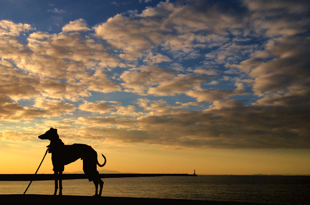 夕暮れの淡路島を歩く。漁港にカモメが飛び、愛犬と過す時間。