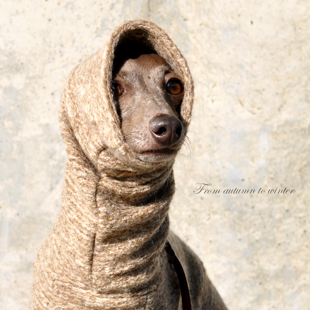 「新色デビュー」犬服｜エレガントなイタリア製ニットジャガード「繊細な感性をくすぐる、エルブ」