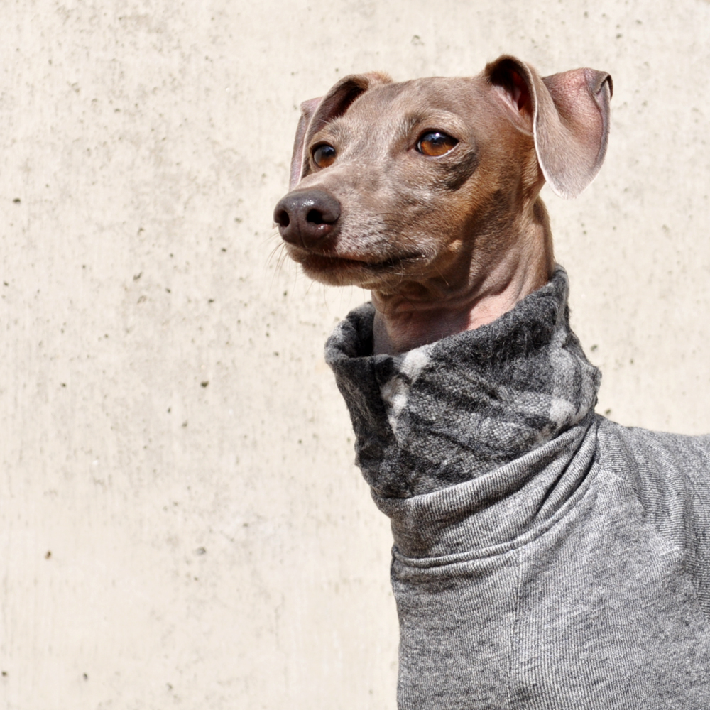 「柔らかな春の犬服」“くしゅくしゅ”ウールチェックトレーナー。シンプルなコーデが洒落上級者♡