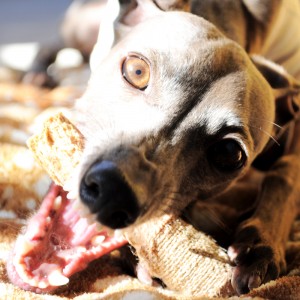 「愛犬の顔が怖すぎる!!」こんな顔も出来るんだね。。