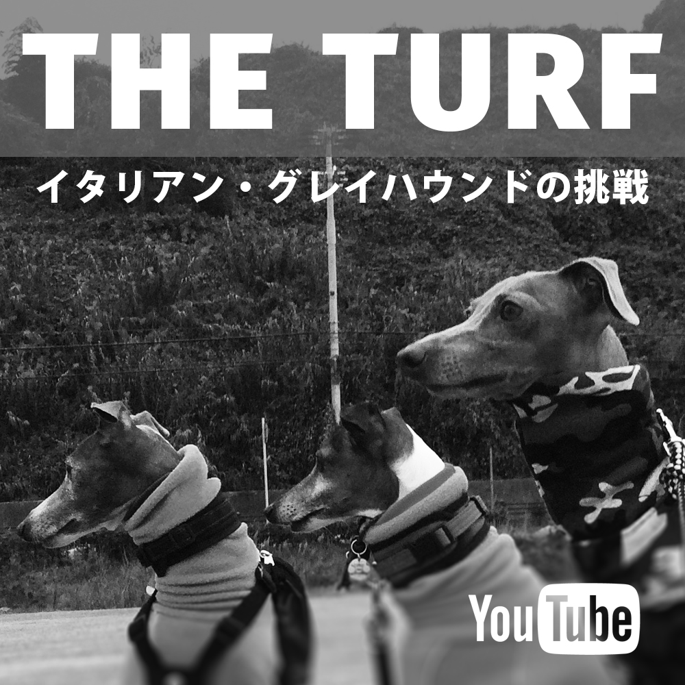 THE TURF「イタリアン・グレイハウンドの挑戦」予告編