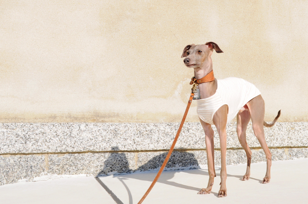 「愛犬の顔が穏やか♪♪」いつもはこんな表情です。