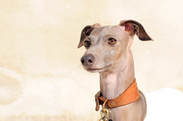 「愛犬の顔が穏やか♪♪」いつもはこんな表情です。