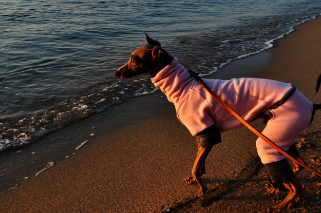 淡路島の夕焼け空の下を散歩すると