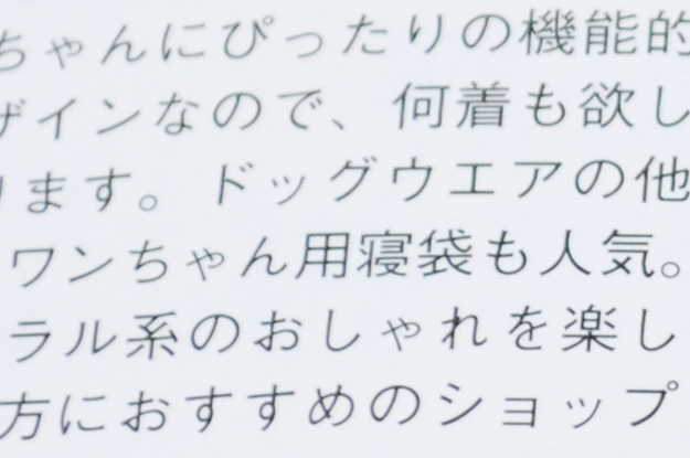 クリスマスの小さな贈り物「愛犬の友｜ウイペット＆イタリアン・グレーハウンド」