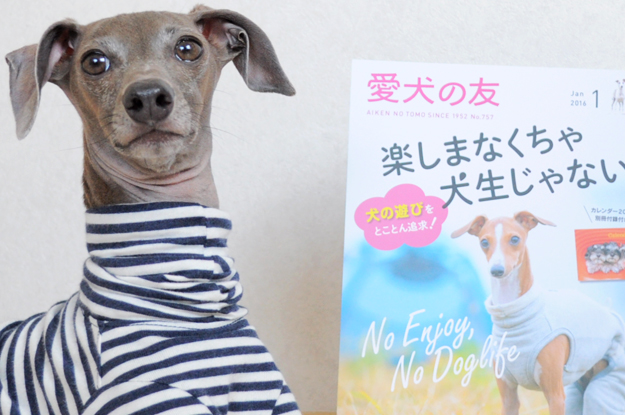 クリスマスの小さな贈り物「愛犬の友｜ウイペット＆イタリアン・グレーハウンド」