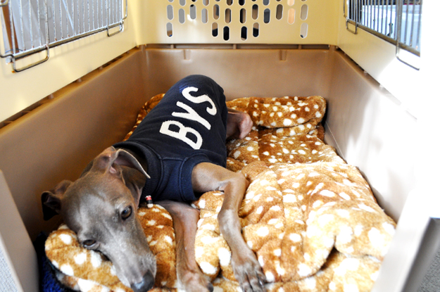 クレート バリケンネル と寝袋を使った犬の寝床 保温 保湿効果抜群で冬も快適 クレートカバー バリケンネルカバーの使い方 Arata House