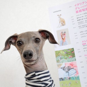クリスマスの小さな贈り物「愛犬の友|ウイペット&イタリアン・グレーハウンド」