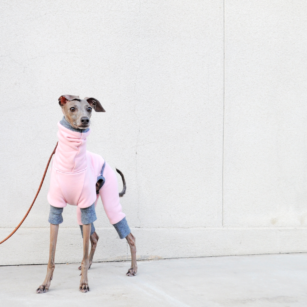 「モデル撮影テクニック」犬服の撮影は「愛犬」の表情に目がいく「壁」を見つけることから始まる。