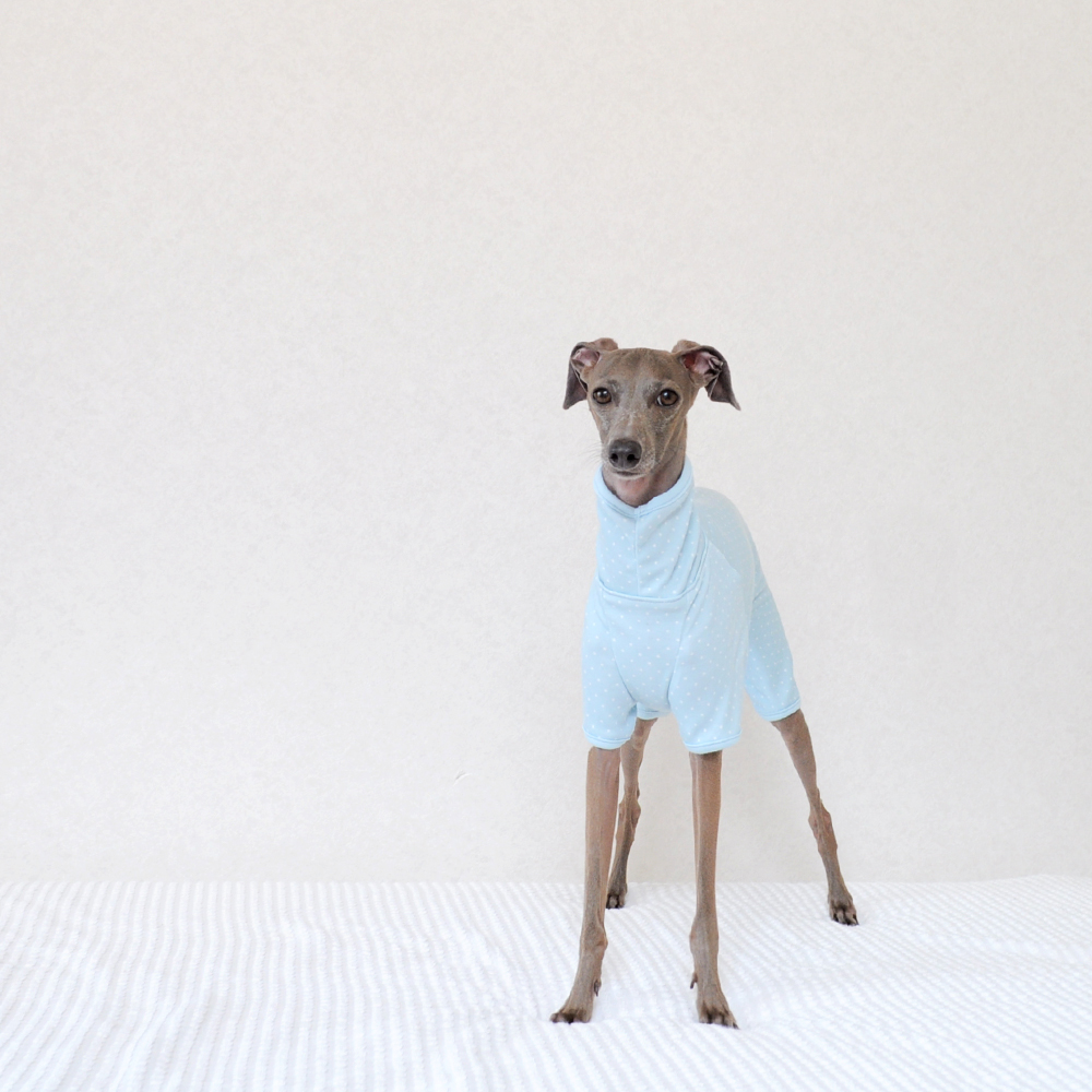 犬服ぱじゃま「小さなまる。」2015年冬の新色登場！なぜ！？ぱじゃまなの？誰も注文しないでしょ！？そんな疑問に勝手に答えます。