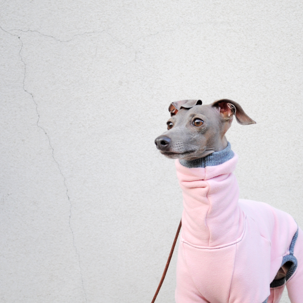 「モデル撮影テクニック」犬服の撮影は「愛犬」の表情に目がいく「壁」を見つけることから始まる。