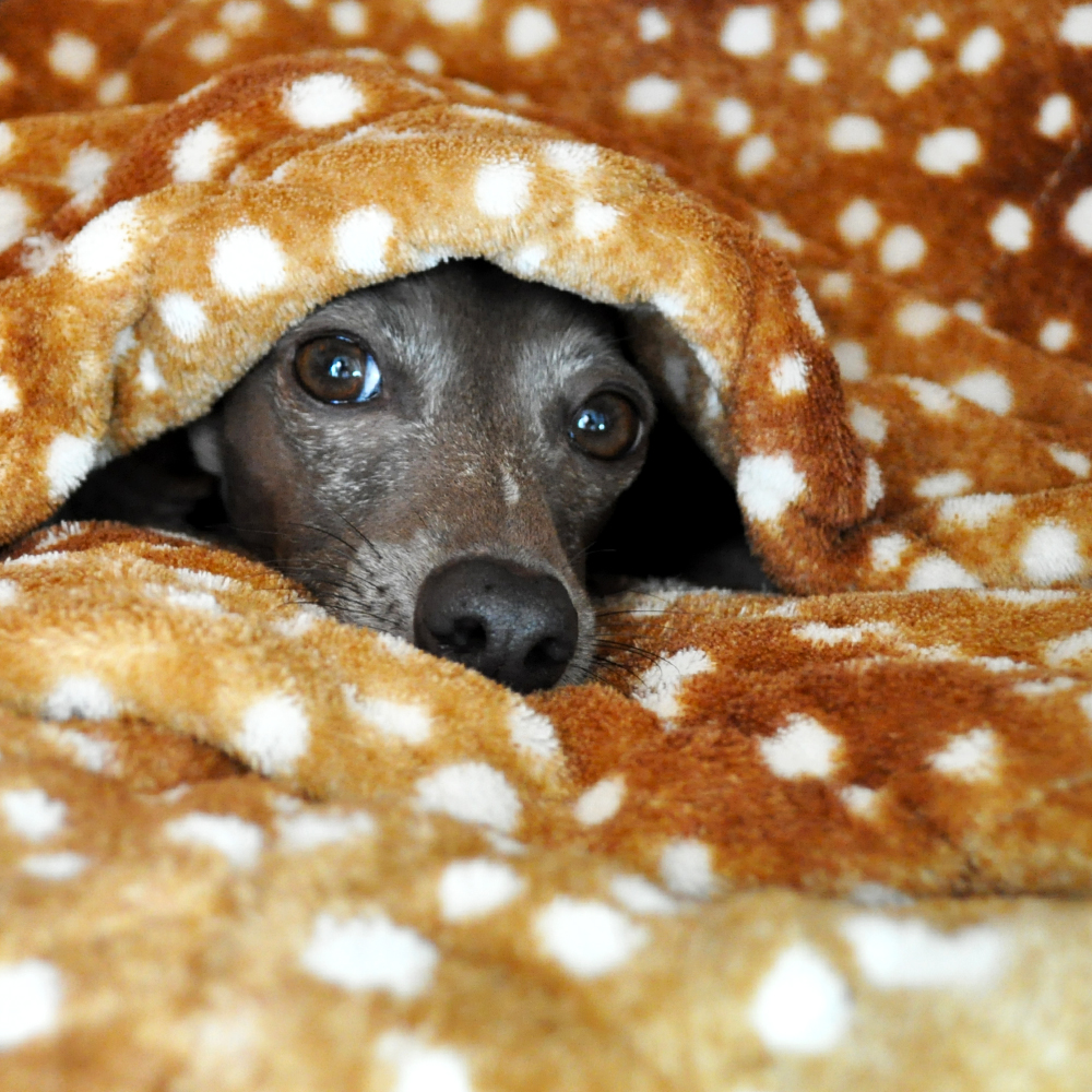 「保温保湿効果抜群！」冬も快適「バリケンネル」と「寝袋」を使ったイタグレB!HOUSEの作り方｜バリケンネルカバーも手作りです！