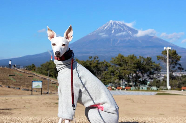 佐藤マメちゃんへ