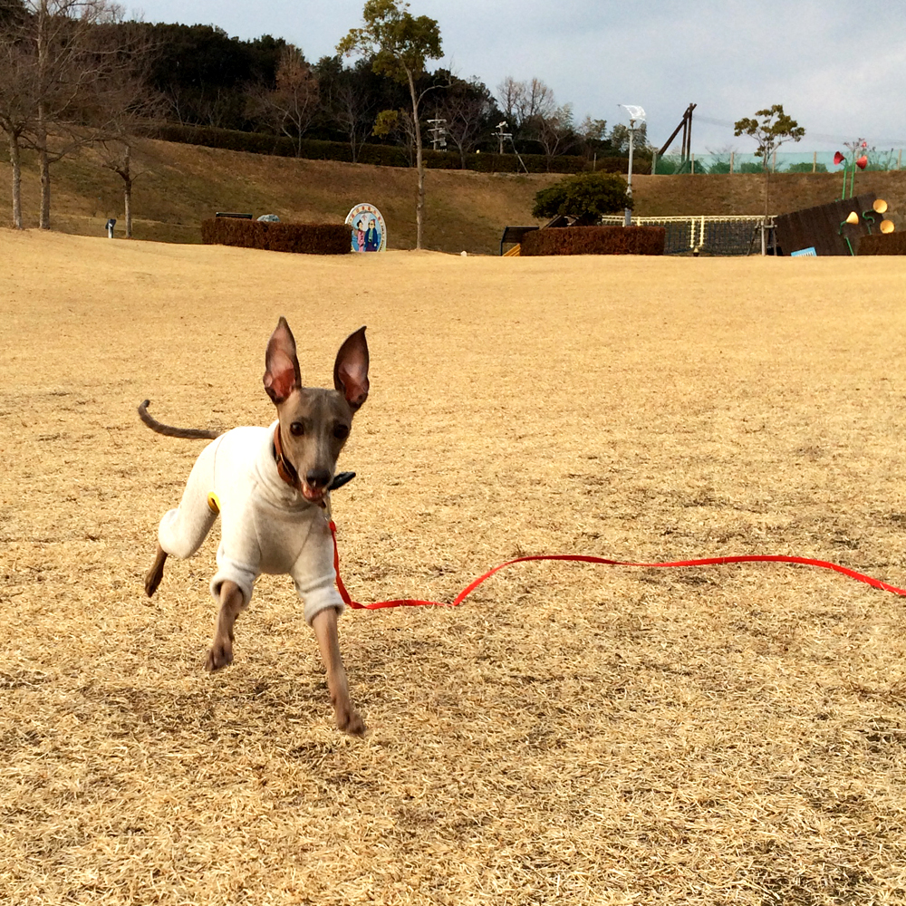 【ARATA HOUSEメルマガ Vol.74】イタグレBuono!と行く「淡路島」冬の散歩｜2016/2/1発行