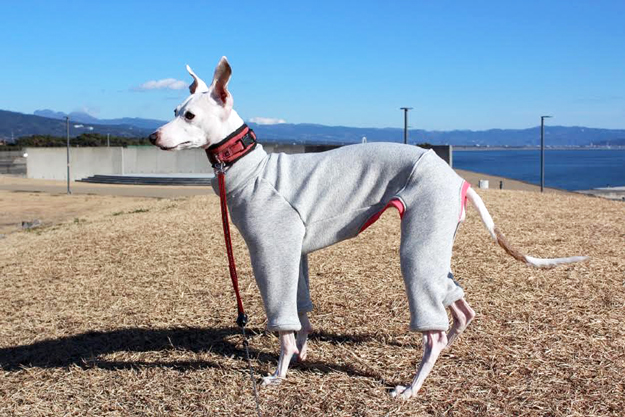 佐藤マメちゃんへ