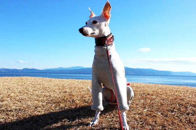 佐藤マメちゃんへ