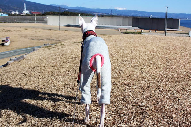 佐藤マメちゃんへ