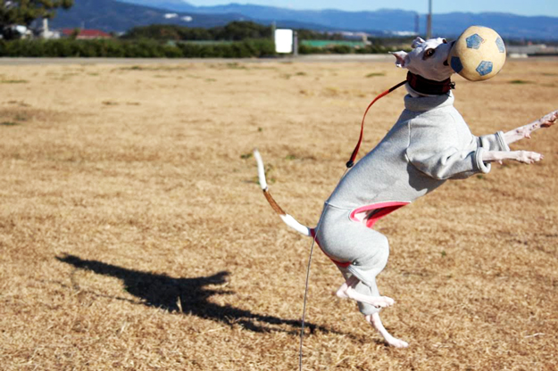 佐藤マメちゃんへ