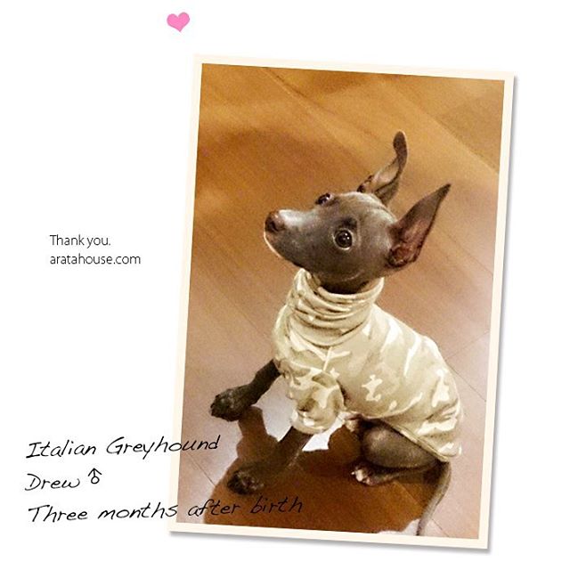 ぐんぐん成長する生後6ヶ月の「とっても可愛いイタグレ」すぐにお洋服が着れなくなるけどそれも素敵な暮らし方