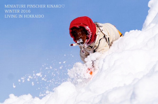 ミニピン♡きなこちゃんが凄すぎる！！！雪山の中を走り回る！？いや飛び回る！！