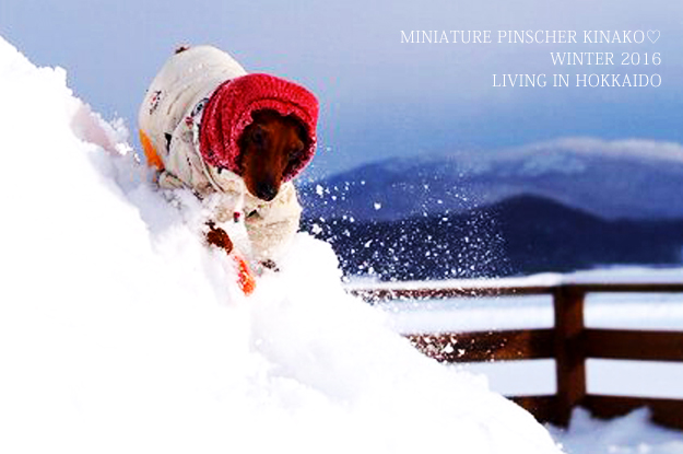 ミニピン♡きなこちゃんが凄すぎる！！！雪山の中を走り回る！？いや飛び回る！！