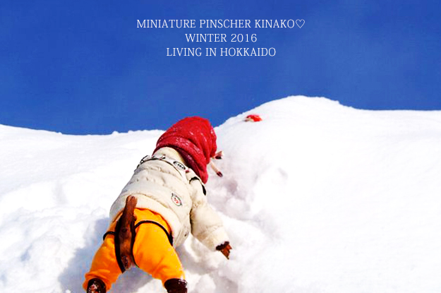 ミニピン♡きなこちゃんが凄すぎる！！！雪山の中を走り回る！？いや飛び回る！！