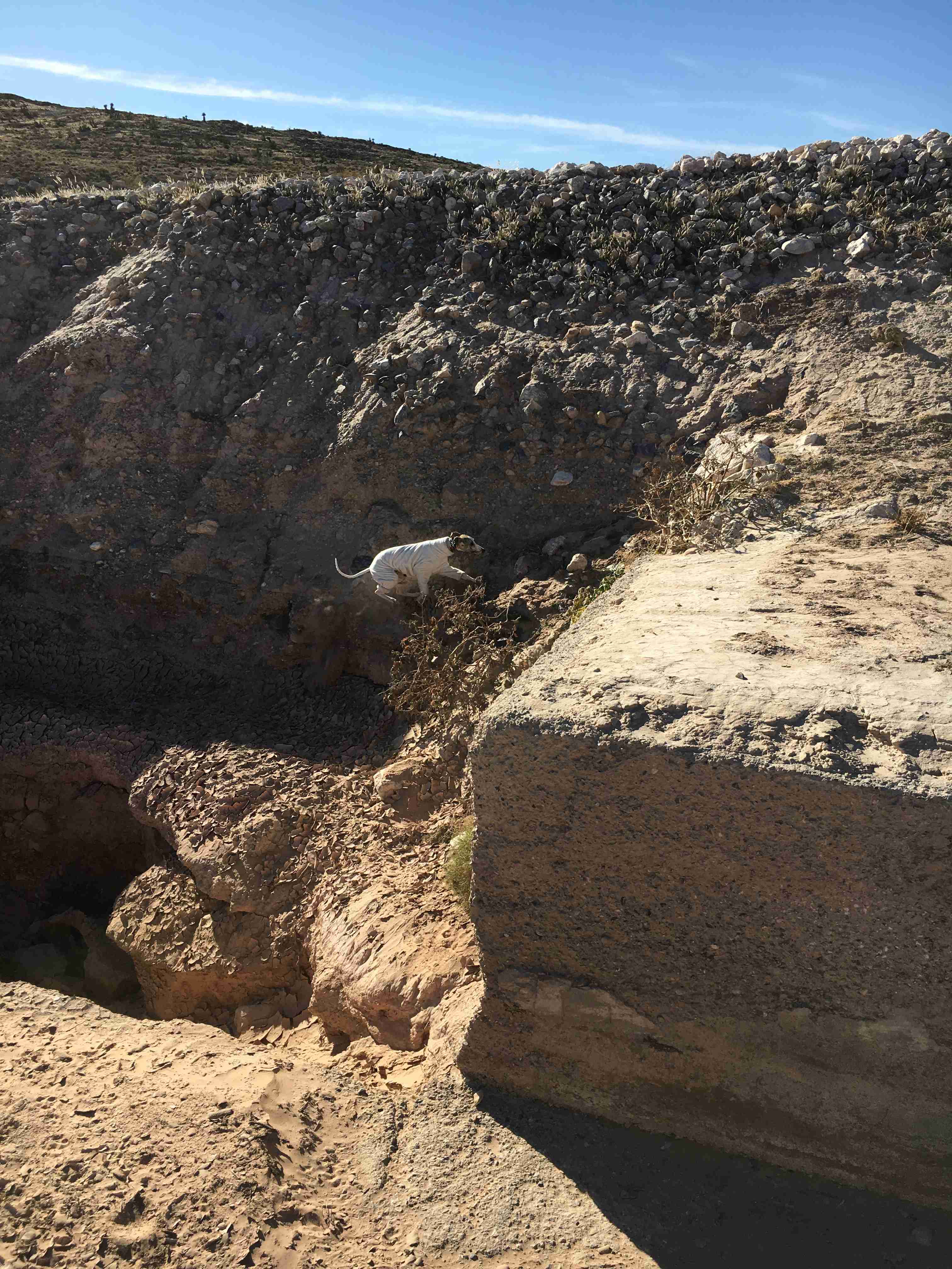 「お洋服の製作風景」ラスベガスに暮らすウィペットの虎くんと羽琥くんの表情