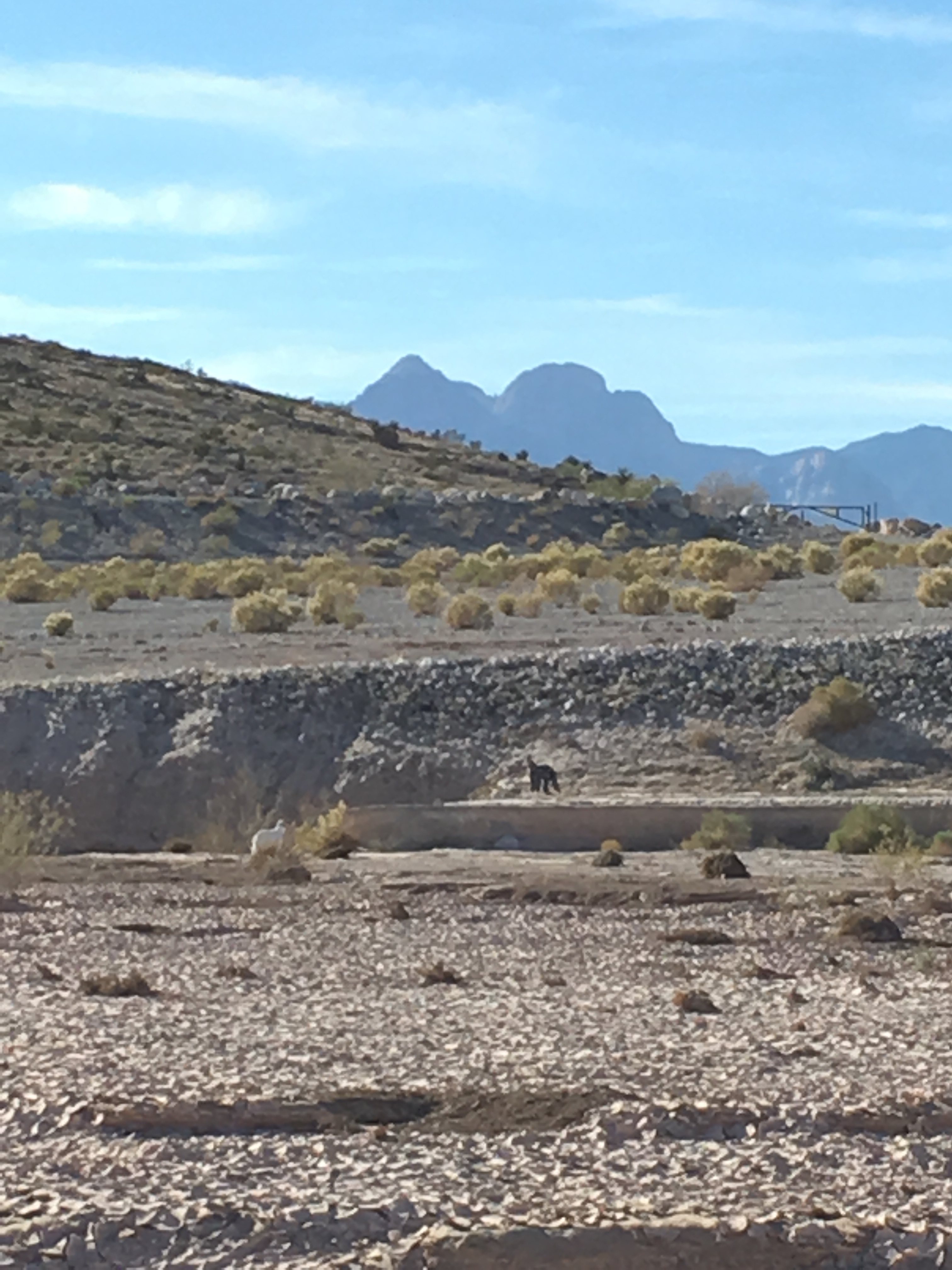 「お洋服の製作風景」ラスベガスに暮らすウィペットの虎くんと羽琥くんの表情