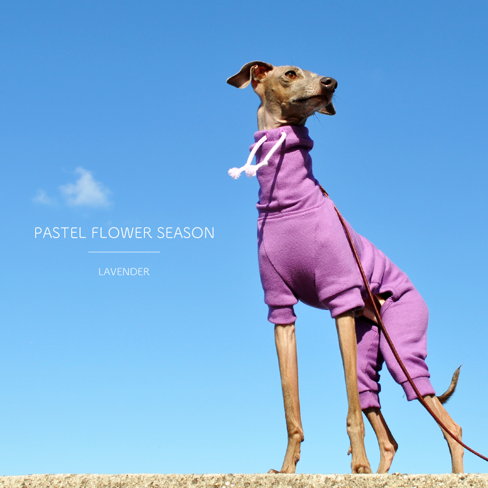 花の香りをまといたい「新作の犬服」PASTEL FLOWER SEASONはお花の色をモチーフにした、とってもシンプルなお洋服