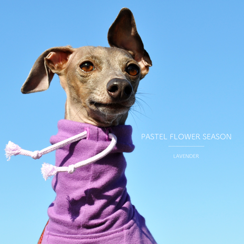 花の香りをまといたい「新作の犬服」PASTEL FLOWER SEASONはお花の色をモチーフにした、とってもシンプルなお洋服