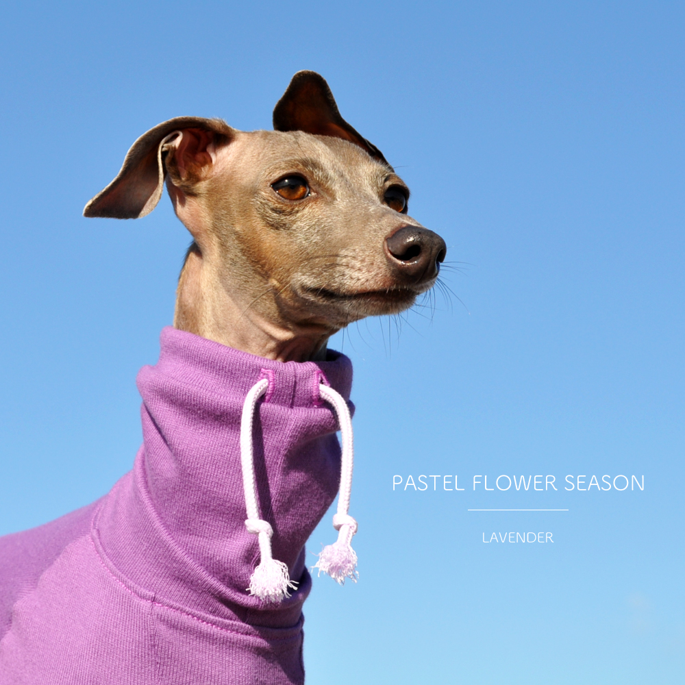 花の香りをまといたい「新作の犬服」PASTEL FLOWER SEASONはお花の色をモチーフにした、とってもシンプルなお洋服