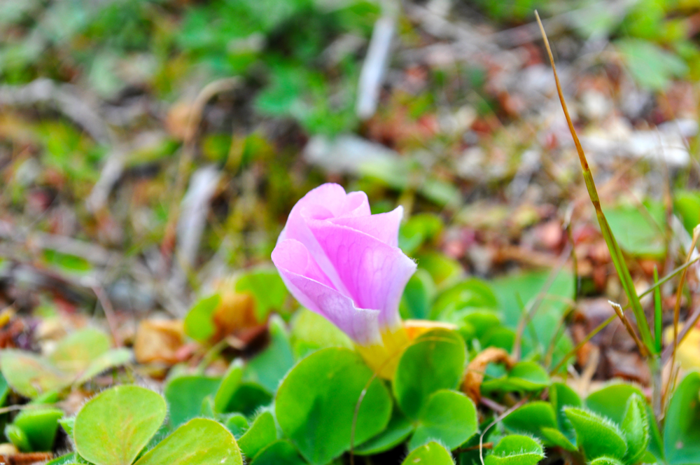 「淡路島散歩」小さなお花と昼寝する猫とかっこいいイタグレ・・・それぞれの春先