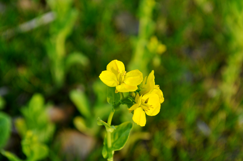「淡路島散歩」小さなお花と昼寝する猫とかっこいいイタグレ・・・それぞれの春先