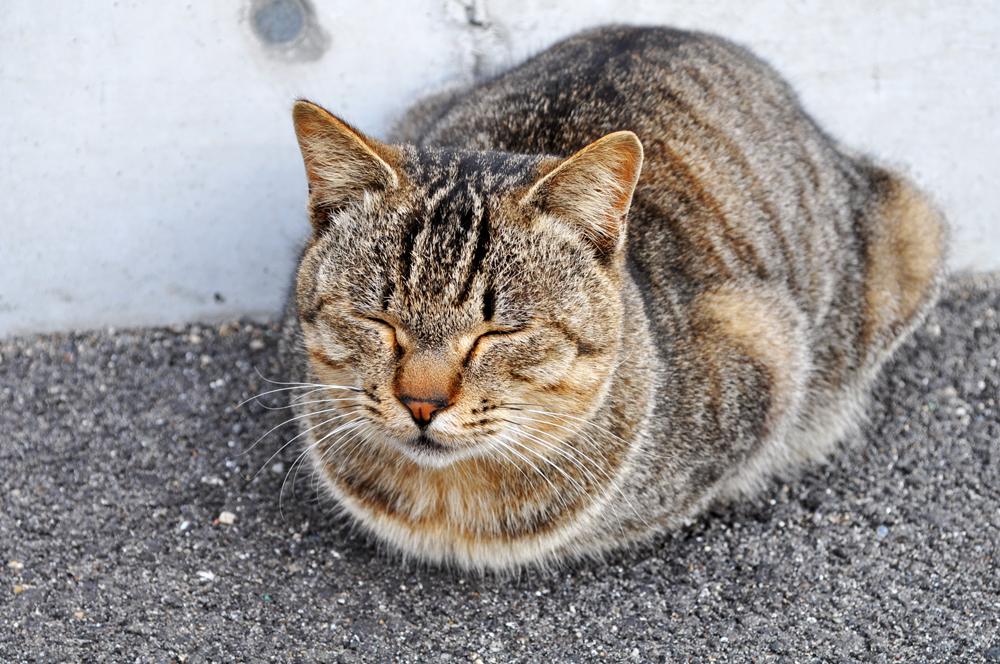 「淡路島散歩」小さなお花と昼寝する猫とかっこいいイタグレ・・・それぞれの春先