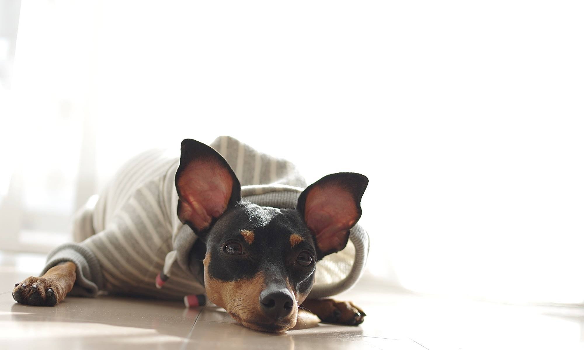 「発売開始」優しさに溢れる写真を見てください。｜2016.RELAX｜MINIATURE PINSCHER 桜 × ARATA HOSUE コラボレーション