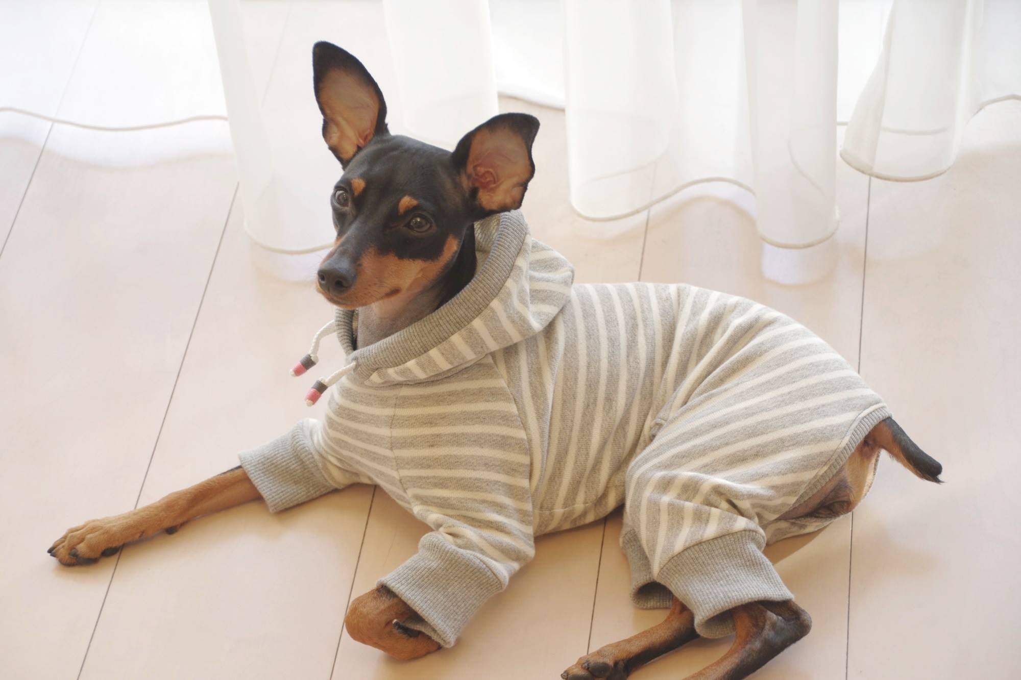 「発売開始」優しさに溢れる写真を見てください。｜2016.RELAX｜MINIATURE PINSCHER 桜 × ARATA HOSUE コラボレーション