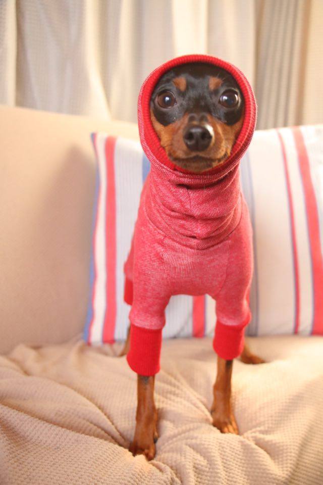 ミニチュア・ピンシャー2月号 本日発売!今月の特集は「ミニピンなしでは生きて行けません会」