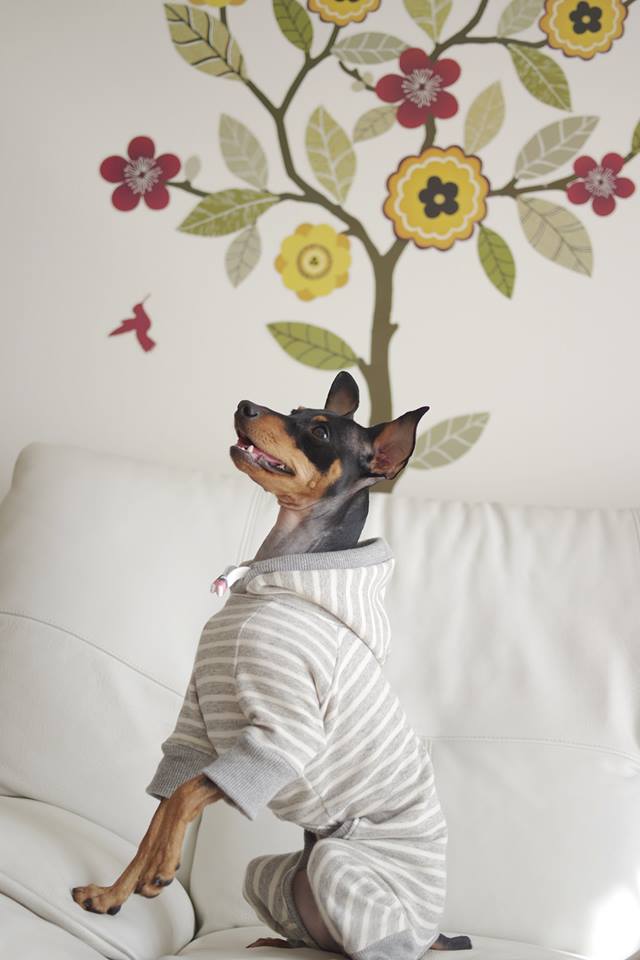 「発売開始」優しさに溢れる写真を見てください。｜2016.RELAX｜MINIATURE PINSCHER 桜 × ARATA HOSUE コラボレーション