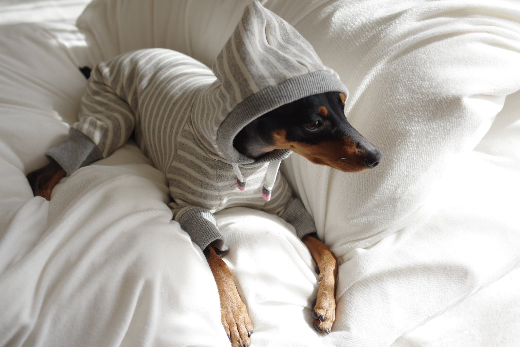 「発売開始」優しさに溢れる写真を見てください。｜2016.RELAX｜MINIATURE PINSCHER 桜 × ARATA HOSUE コラボレーション