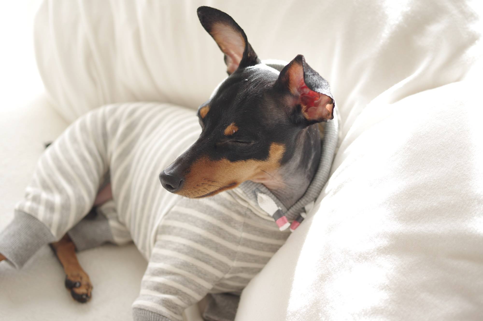 「発売開始」優しさに溢れる写真を見てください。｜2016.RELAX｜MINIATURE PINSCHER 桜 × ARATA HOSUE コラボレーション