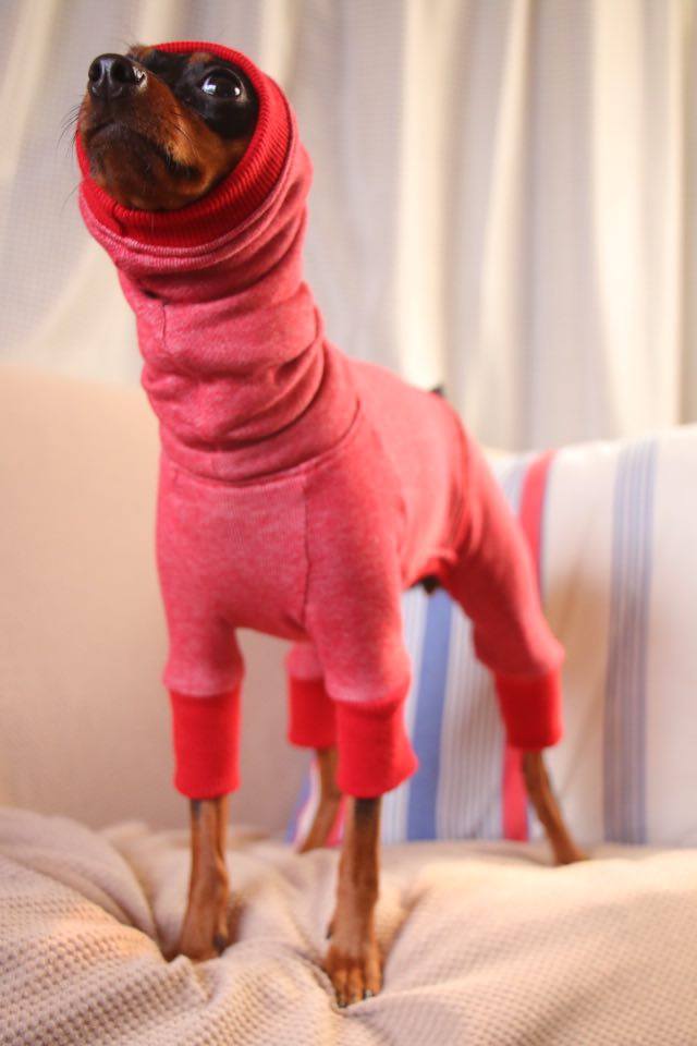 ミニチュア・ピンシャー2月号 本日発売!今月の特集は「ミニピンなしでは生きて行けません会」