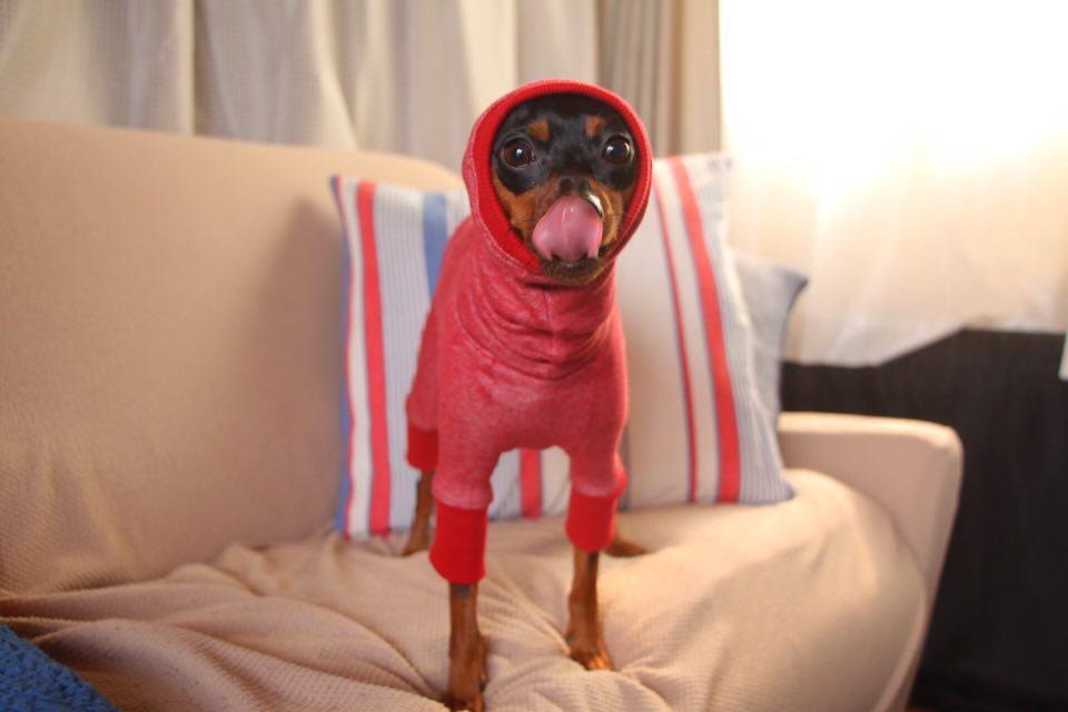 ミニチュア・ピンシャー2月号 本日発売!今月の特集は「ミニピンなしでは生きて行けません会」