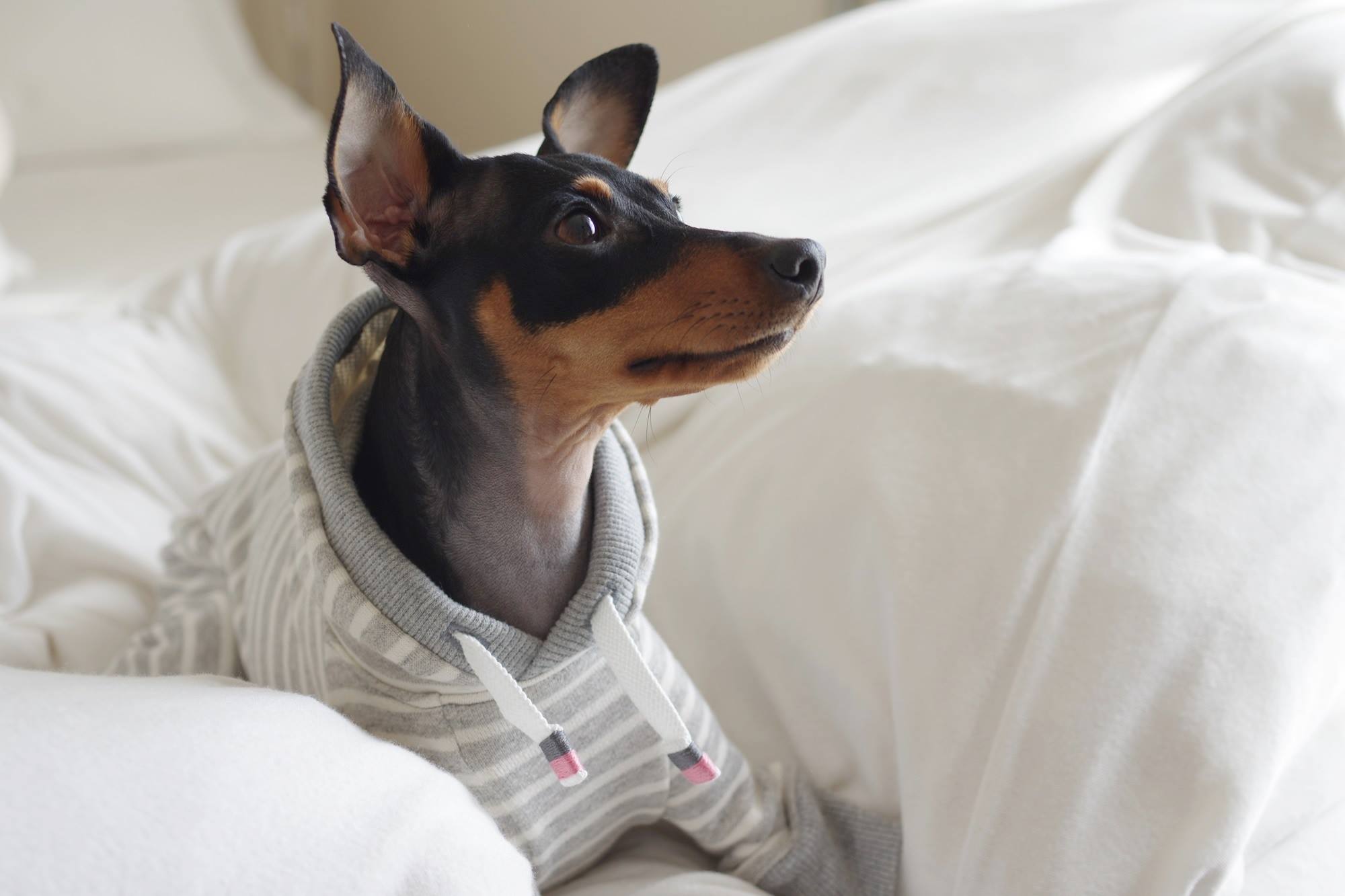 「発売開始」優しさに溢れる写真を見てください。｜2016.RELAX｜MINIATURE PINSCHER 桜 × ARATA HOSUE コラボレーション