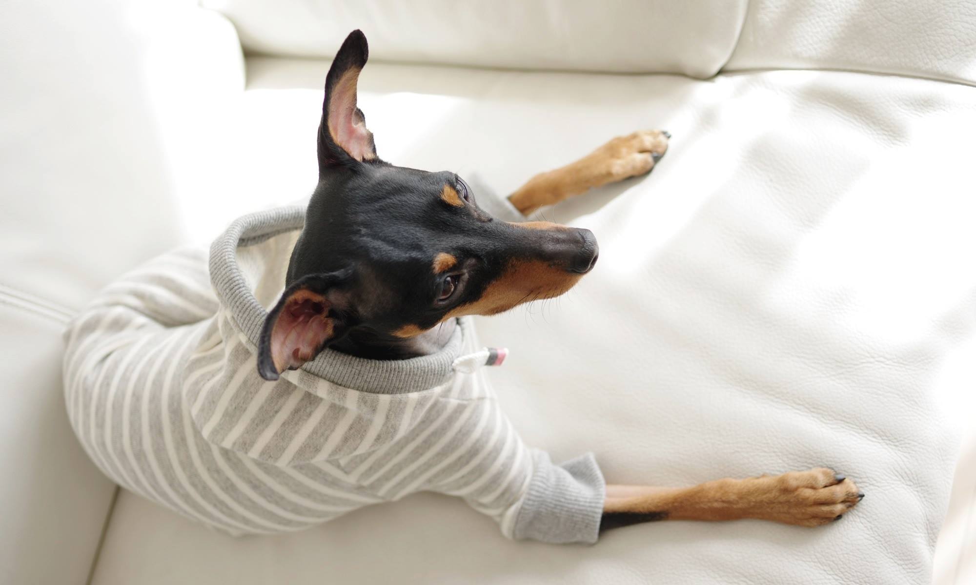 「発売開始」優しさに溢れる写真を見てください。｜2016.RELAX｜MINIATURE PINSCHER 桜 × ARATA HOSUE コラボレーション