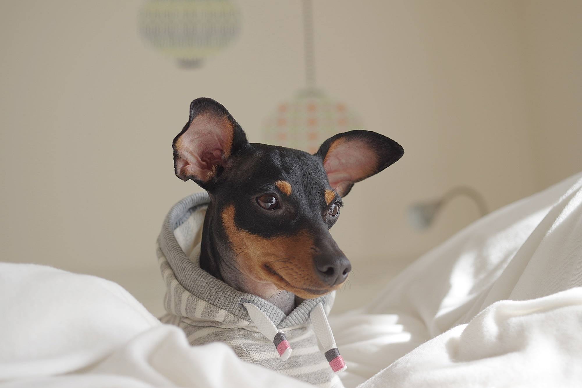 「発売開始」優しさに溢れる写真を見てください。｜2016.RELAX｜MINIATURE PINSCHER 桜 × ARATA HOSUE コラボレーション